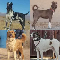 واگذاری سگ‌کانگال آلابای پیتبول افغان نگهبانی