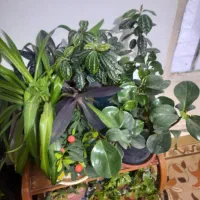 گل طبیعی|گل و گیاه طبیعی|بروجرد, |دیوار