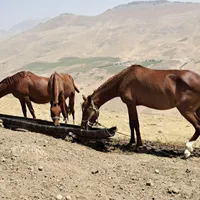 مادیون ۶سال  با نوزین با کره ۲۰ روزه