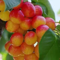 فروش نهال تمامی ارقام با ضمانت کیفیت و پشتیبانی|خدمات باغبانی و درختکاری|اردبیل, |دیوار