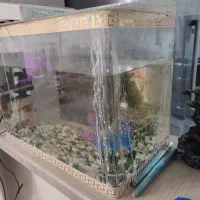 آکواریوم شیشه خم مفت|ماهی|تهران, افسریه شمالی|دیوار