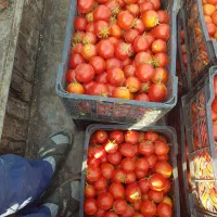 گوجه بازاری ۵۰۰کیلو|خوردنی و آشامیدنی|قره پشتلو, |دیوار