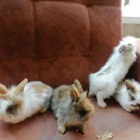 خرگوش لوپ|موش و خرگوش|نجفآباد, شهدای غربی|دیوار