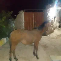 کره اسب ماده ارام به فروش میرسد|اسب و تجهیزات اسب‌سواری|بجنورد, |دیوار
