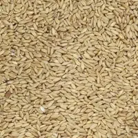گندم دیم بذری درجه یک کرمانشاهی