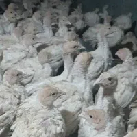 جوجه بوغلمون گوشتی