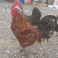 ۳ عدد خروس جوان .معاوظه با مرغ
