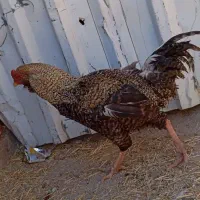 معاوضه خروس
