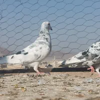 سرور بهبهونی|پرنده|شیراز, جانبازان|دیوار