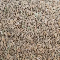 گندم|خوردنی و آشامیدنی|اهواز, زرگان|دیوار