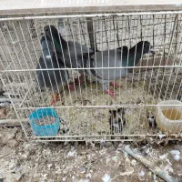 فروش کبوتر نر بزک|پرنده|دزفول, |دیوار