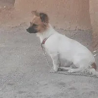 سگ پاکوتاه ماده