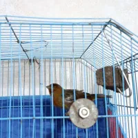 قناری نر ۱ ساله مست|پرنده|بندر ماهشهر, |دیوار