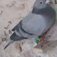 کفتر گم شده