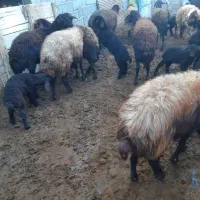 گوسفند بره دار|حیوانات مزرعه|ماهنشان, |دیوار