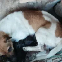 دوعدد طوله|سگ|آذرشهر, |دیوار