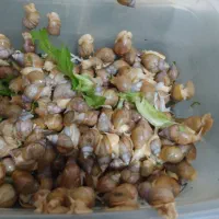 فروش حلزون اچاتینا|خزنده|قزوین, |دیوار