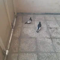 سینه ای|پرنده|شیراز, گویم|دیوار