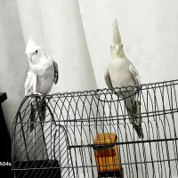 فروش ۲عدد عروس هلندی نرو ماده|پرنده|تهران, شهرآرا|دیوار