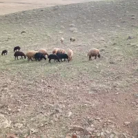 نیازمند چوپان