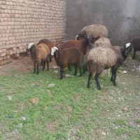 میش اصیل شال بره دار