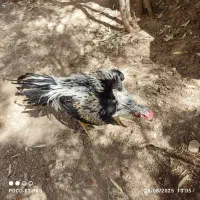 مرغ وخروس لاری|حیوانات مزرعه|قم, بیست متری ولیعصر|دیوار