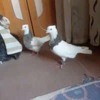 معاوضه با عروس هلندی