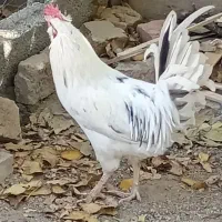 خروس محلی گلین|حیوانات مزرعه|قروه, |دیوار