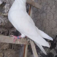 کبوتر پاکستانی