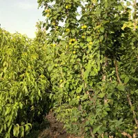 فروش باغچه ۷۰۰ متری|فروش زمین و ملک کلنگی|تهران, باغ فیض|دیوار