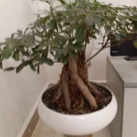 گل با گلدان خانگی