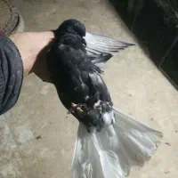 مسافتی و پرشی|پرنده|میانه, |دیوار