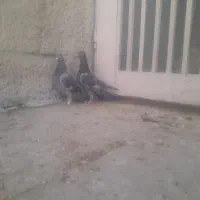 کبوتر گرفتنی|پرنده|فسا, |دیوار