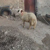 گوسفند یا کاور ورن سنجابی اصیل|حیوانات مزرعه|کوزران, |دیوار