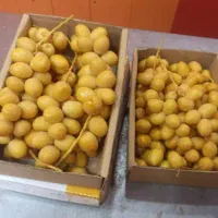 آگهی استخدام ۲نفر خانم|استخدام صنعتی، فنی، مهندسی|شادگان, |دیوار