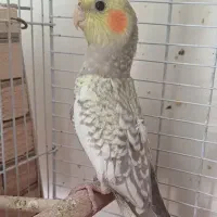 جوجه عروس مرواریدی دونخور