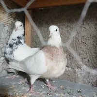 یک جفت طوقی نروماده