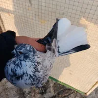 کفتر کفتر بازی