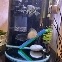 اکواریوم همراه با ماهی با تجهیزارت|ماهی|زابل, |دیوار