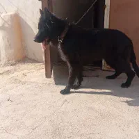 سگ ژرمن بلک خالص نَر|سگ|خرم‌آباد, |دیوار