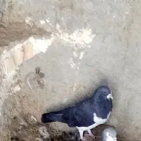کفتر|پرنده|نورآباد ممسنی, |دیوار