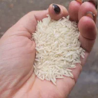 برنج هاشمی وبرنج نیم دانه سورتینگ  شده هاشمی|خوردنی و آشامیدنی|لاهیجان, کوی آزادگان|دیوار