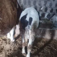 گوساله نر جنس مور