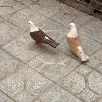 یک جفت کلاغ اس