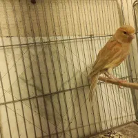 قناری .قناری طلایی وشتری ماده