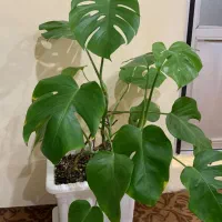 گل طبیعیه انجیری