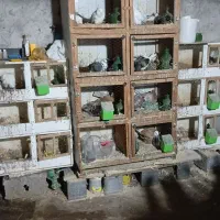 کبوتر جفتگاهی و پرشی