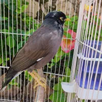 مرغ مینا (پر حرف)