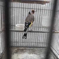 سره نر دوساله|پرنده|تهران, مسگرآباد|دیوار