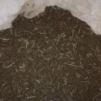 تخم شنبلیله